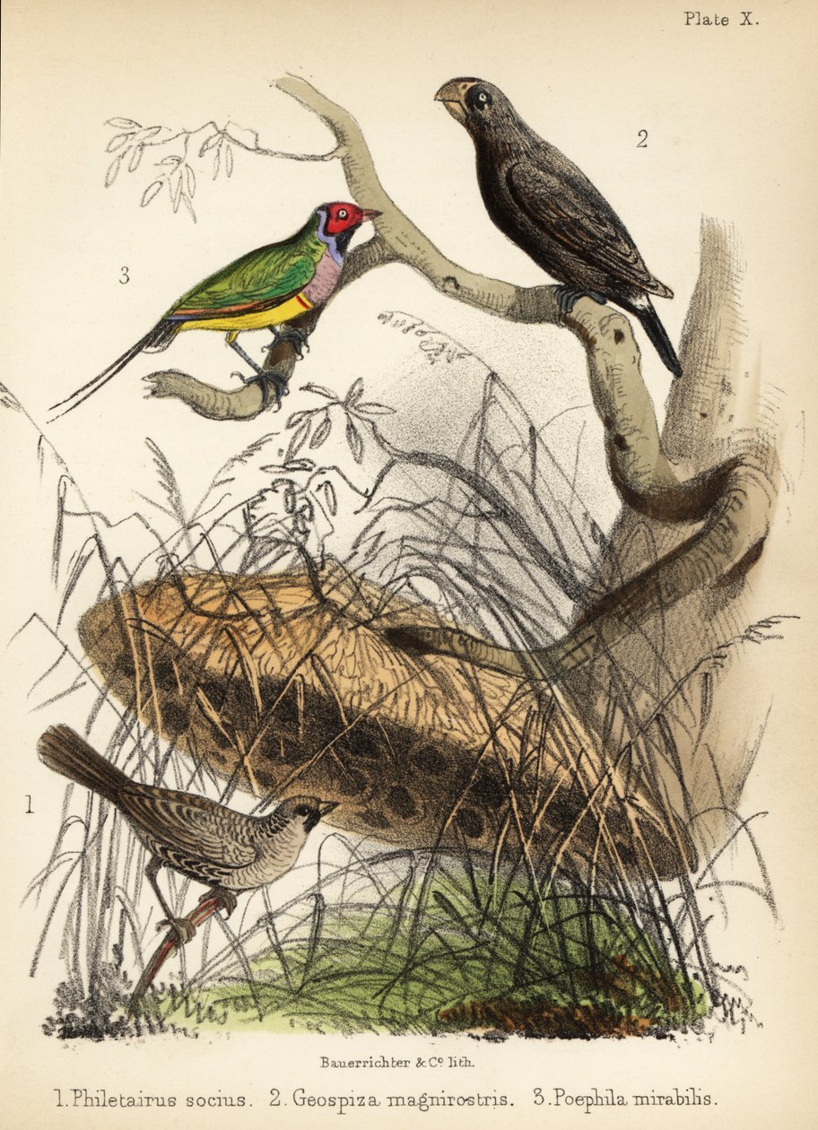 Geselliger Weber, großer Bodenfink und Gouldian-Fink. 1855 (Lithographie) von Bauerrichter