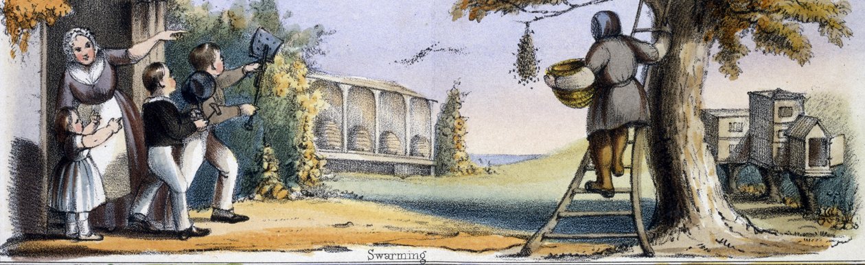 Schwärmen, aus Die Biene in Grafische Illustrationen von Tieren - Ihre Nützlichkeit für den Menschen während ihres Lebens und ihre Verwendung nach dem Tod, ca. 1845 von Benjamin Waterhouse Hawkins