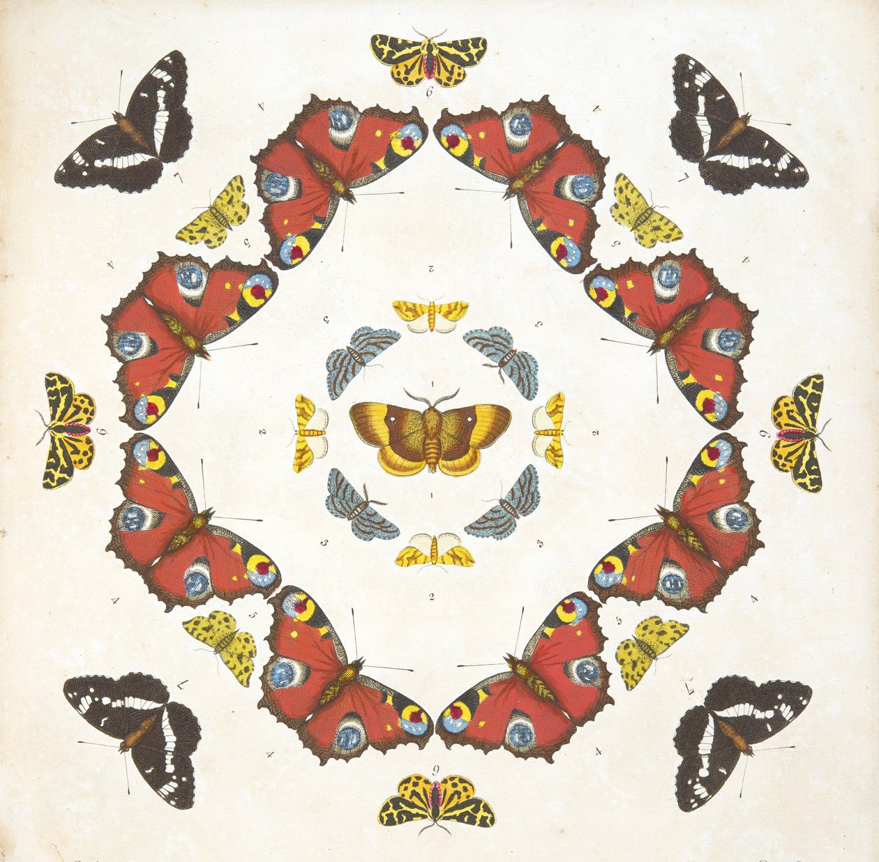 Detail von Tafel 1, aus A Rare Depiction of Butterflies and Moths, veröffentlicht 1764 von Benjamin Wilkes