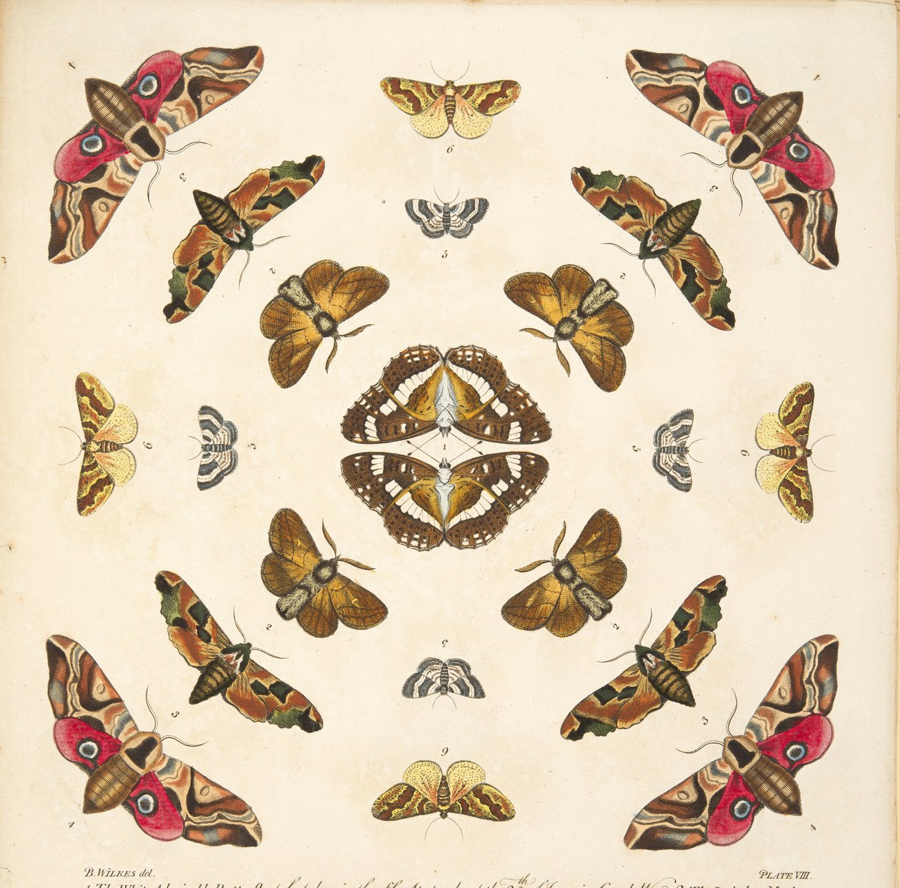 Detail von Tafel VIII, aus A Rare Depiction of Butterflies and Moths, veröffentlicht 1764 von Benjamin Wilkes