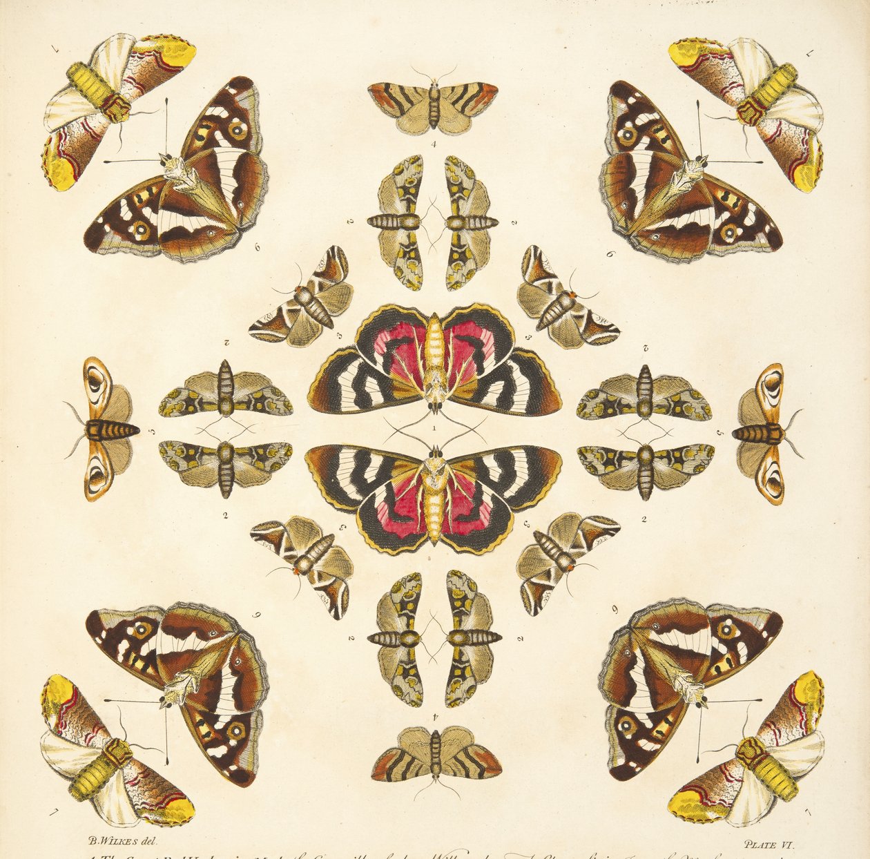 Detail von Tafel VI, aus A Rare Depiction of Butterflies and Moths, veröffentlicht 1764 von Benjamin Wilkes