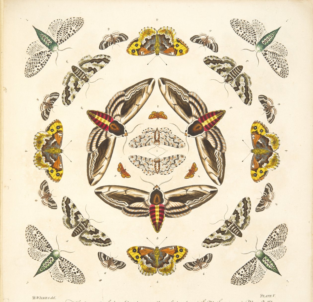 Detail von Tafel V, aus A Rare Depiction of Butterflies and Moths, veröffentlicht 1764 von Benjamin Wilkes