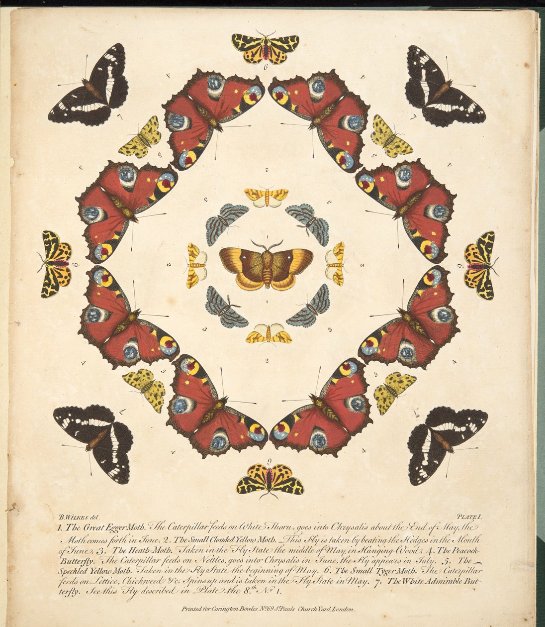 Tafel 1, aus A Rare Depiction of Butterflies and Moths, veröffentlicht 1764 von Benjamin Wilkes