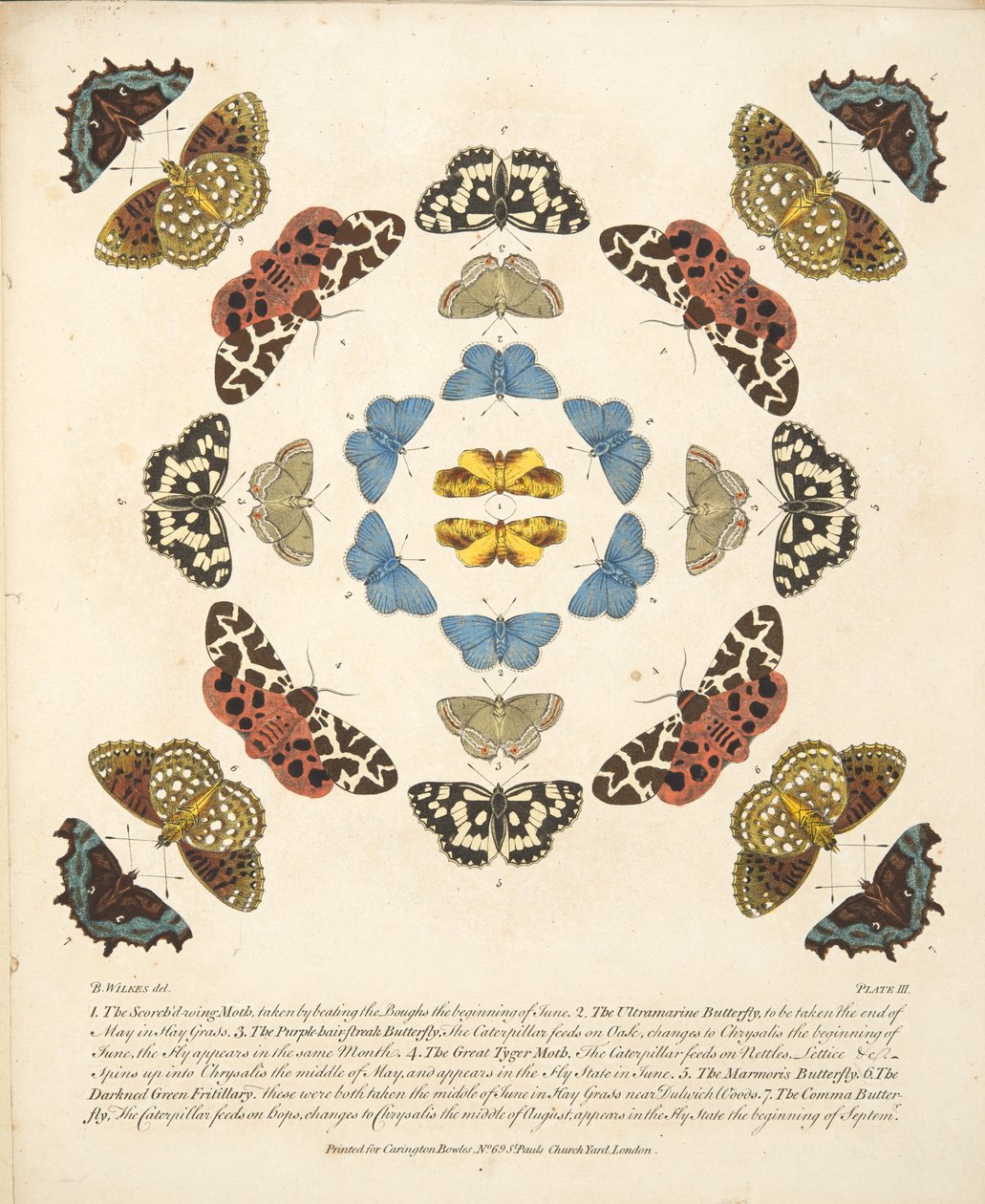 Tafel III, aus A Rare Depiction of Butterflies and Moths, veröffentlicht 1764 von Benjamin Wilkes