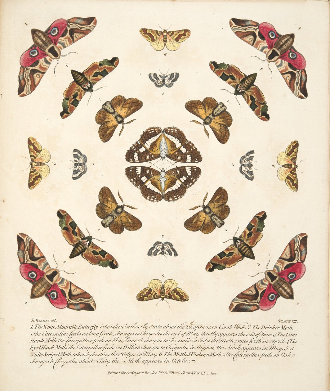 Tafel VIII, aus A Rare Depiction of Butterflies and Moths, veröffentlicht 1764 von Benjamin Wilkes