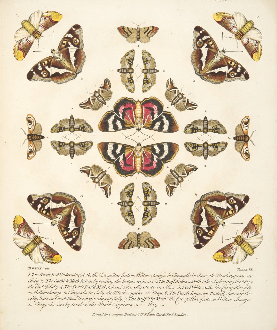 Tafel VI, aus A Rare Depiction of Butterflies and Moths, veröffentlicht 1764 von Benjamin Wilkes