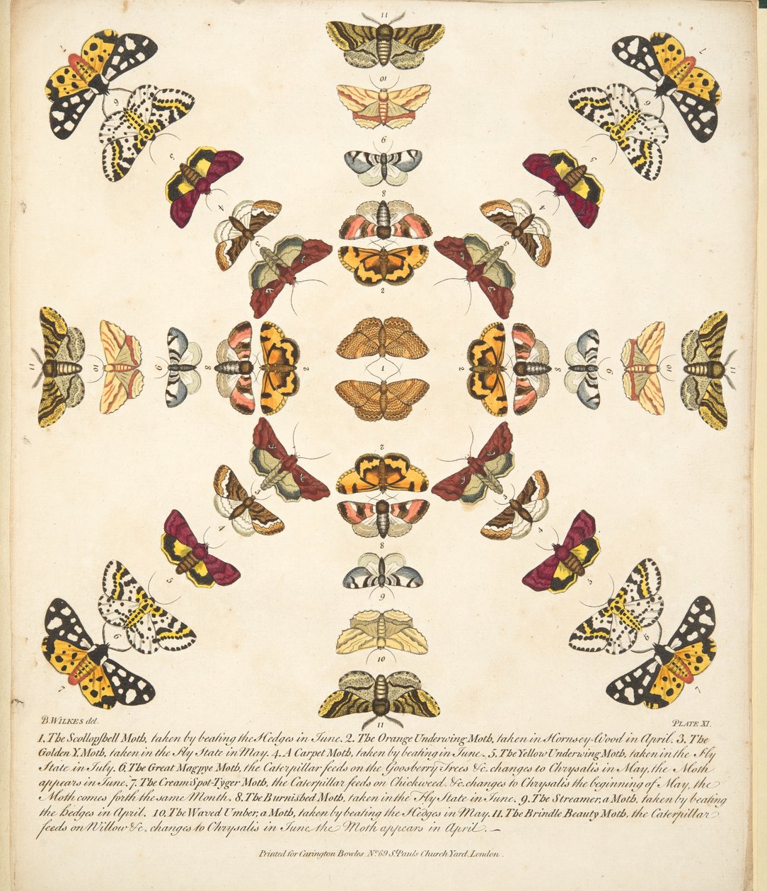 Tafel XI, aus A Rare Depiction of Butterflies and Moths, veröffentlicht 1764 von Benjamin Wilkes