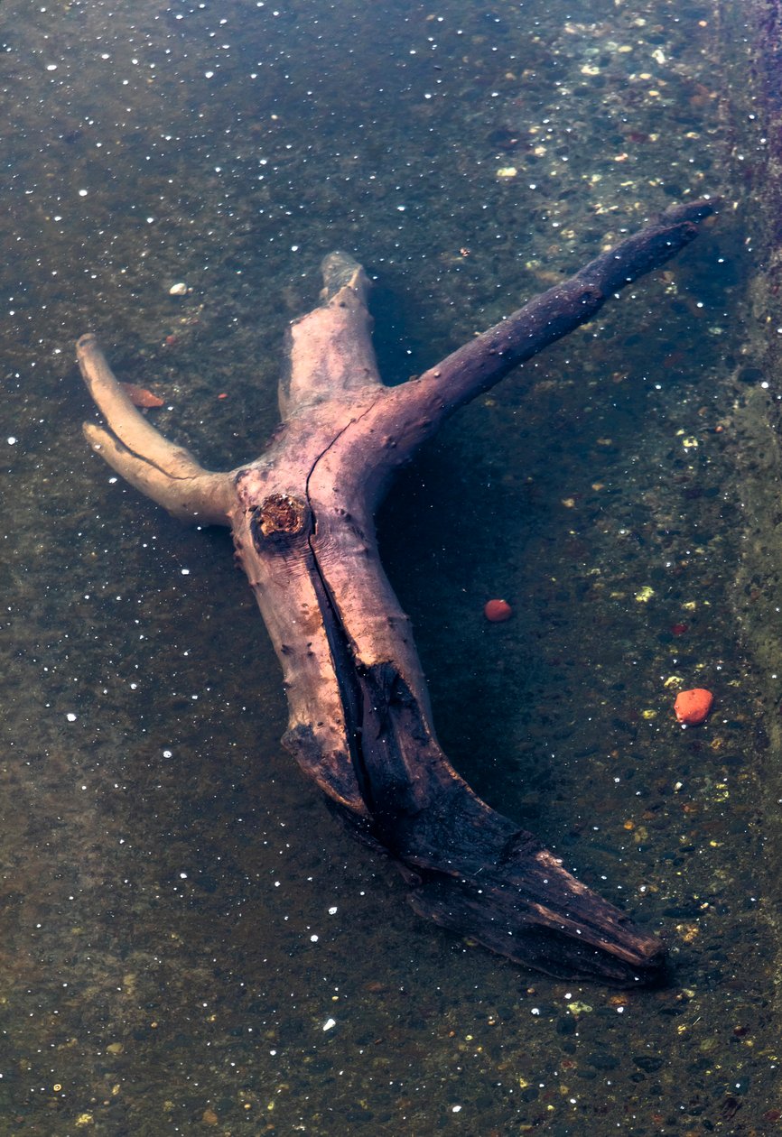 Kreuzförmiges Holzstück im Fluss Garonne, Toulouse, Haute-Garonne von Bernard Bonnefon