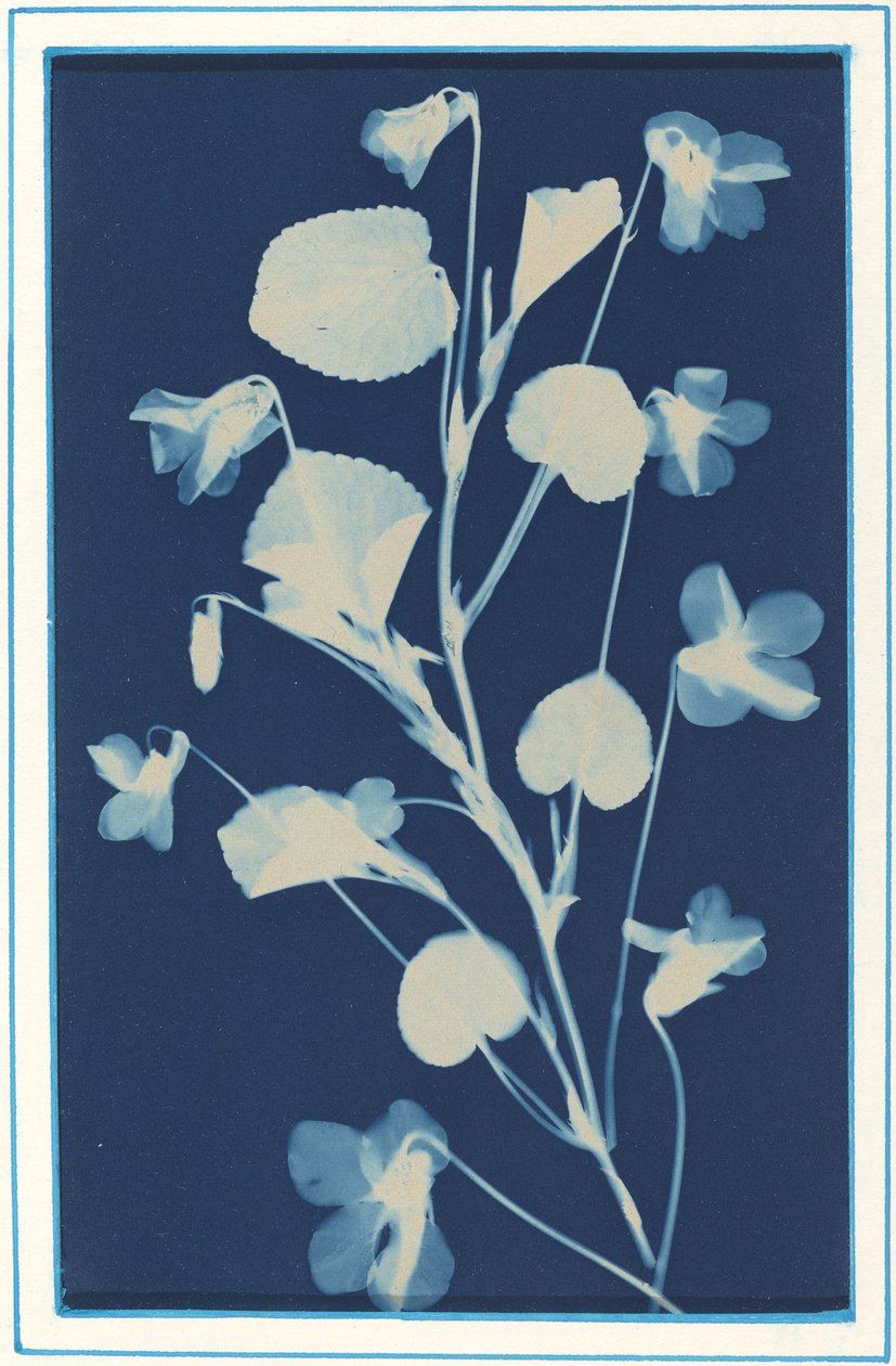 Ohne Titel von Bertha Evelyn Jaques