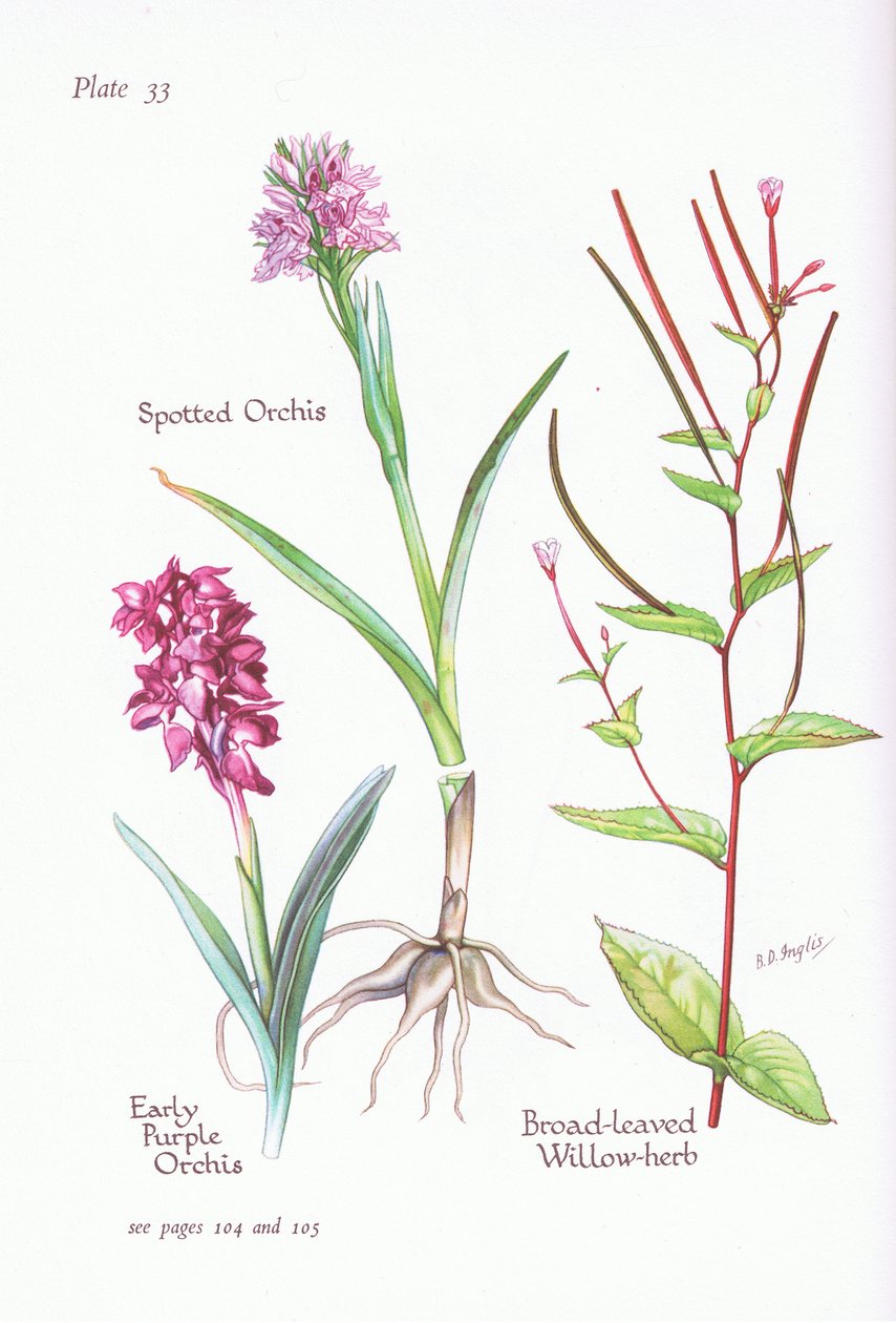Frühe Purpur-Knabenkraut, Geflecktes Knabenkraut, Breitblättriges Weidenröschen von Bessie D. Inglis