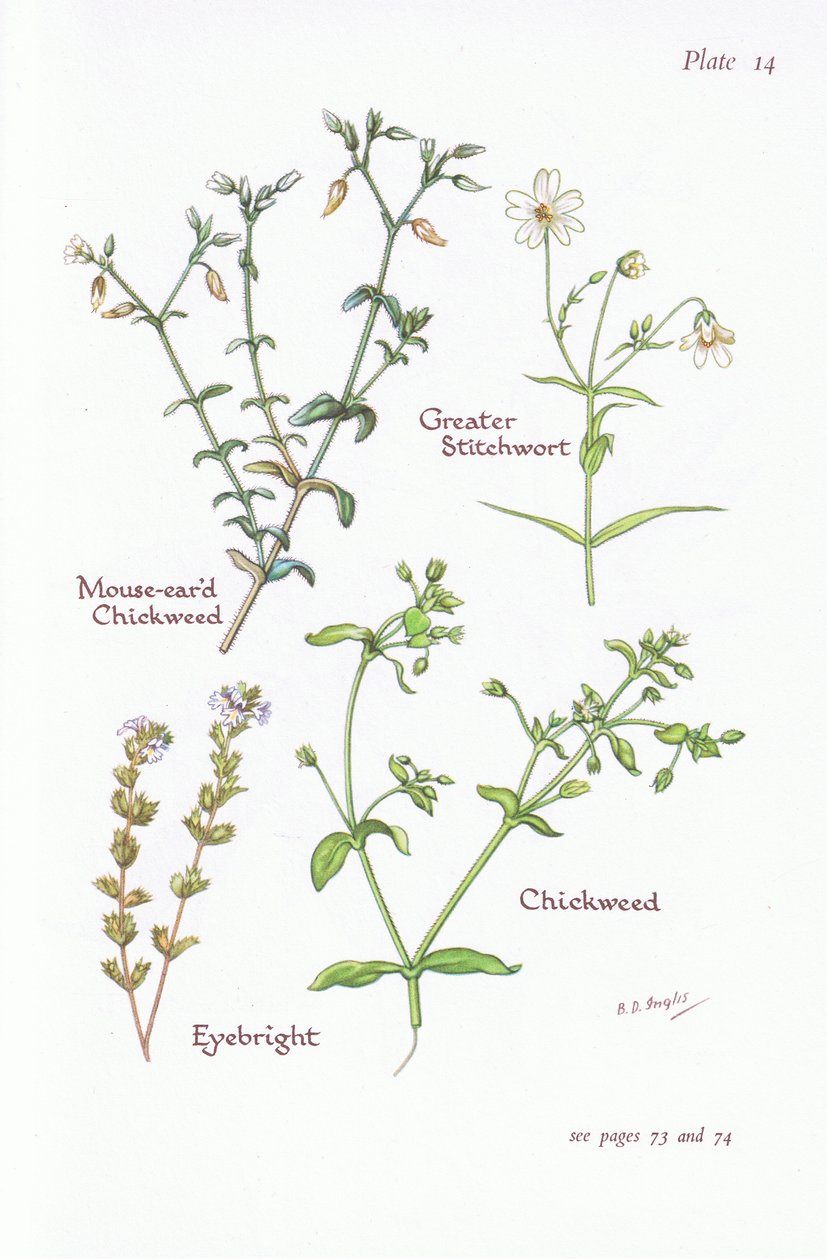 Mausohr-Hornkraut, Großes Sternmiere, Vogelmiere, Augentrost von Bessie D. Inglis