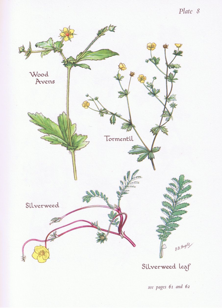 Gewöhnliches Nelkenwurz, Blutwurz, Gänsefingerkraut, 1951 von Bessie D. Inglis