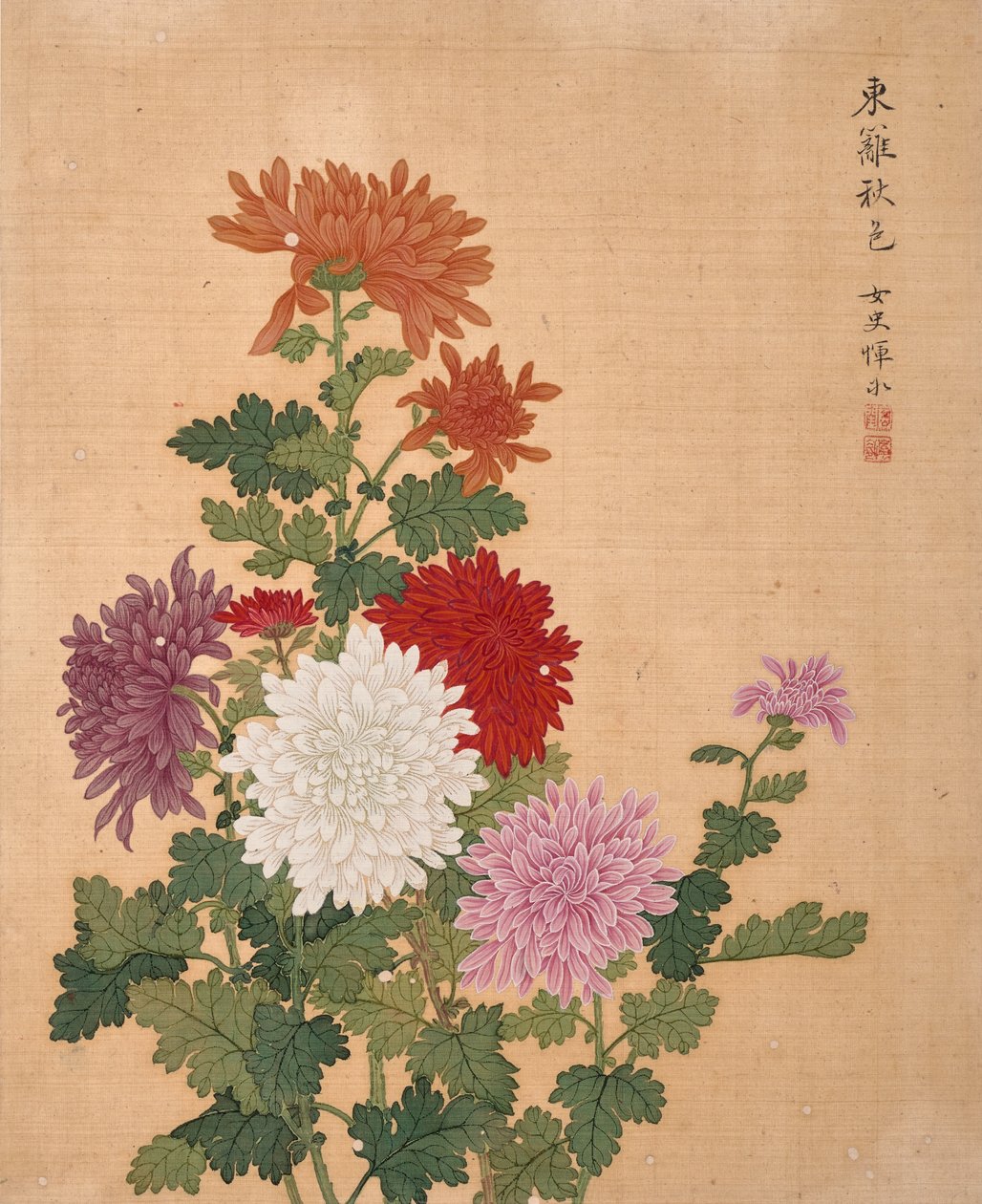 Chrysantheme aus dem Blumenalbum von Bing Yun