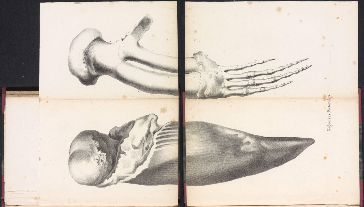 Brustflossen des Wals, 1827 von Bossuet