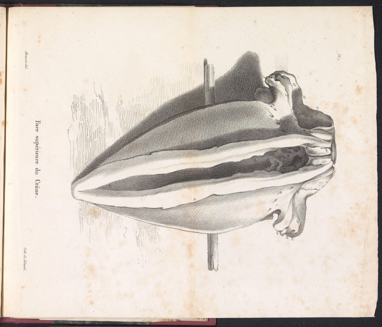 Schädel des Wals, 1827 von Bossuet
