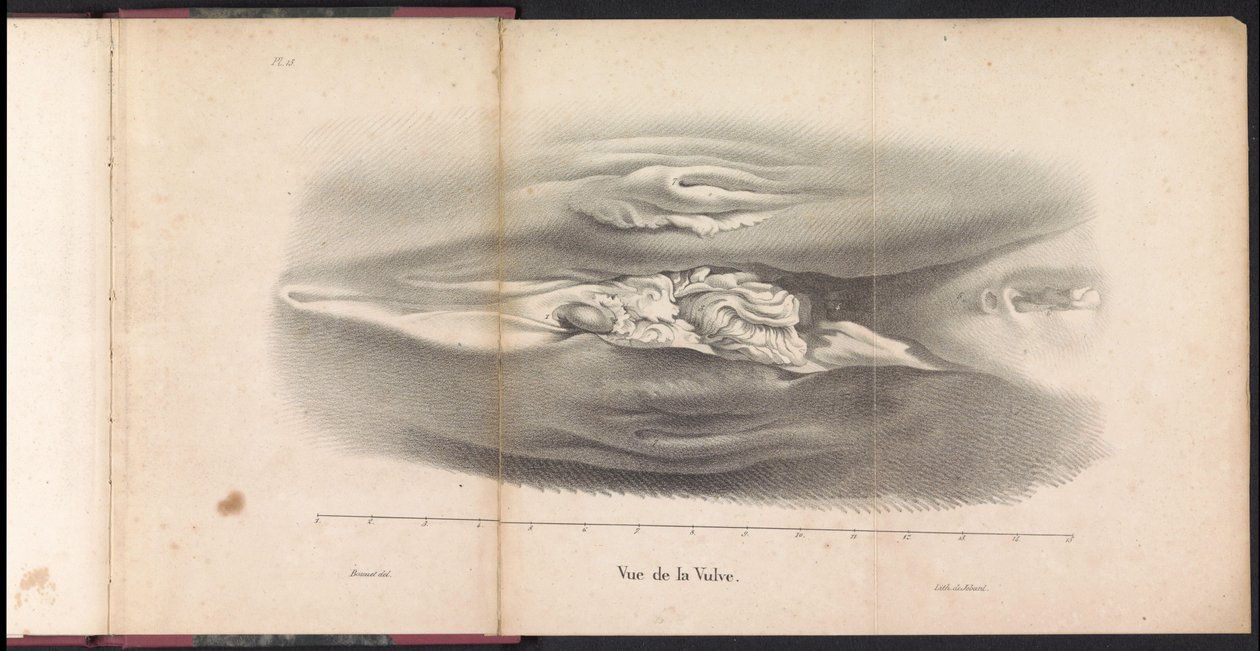 Weibliche Geschlechtsorgane des Wals, 1827 von Bossuet