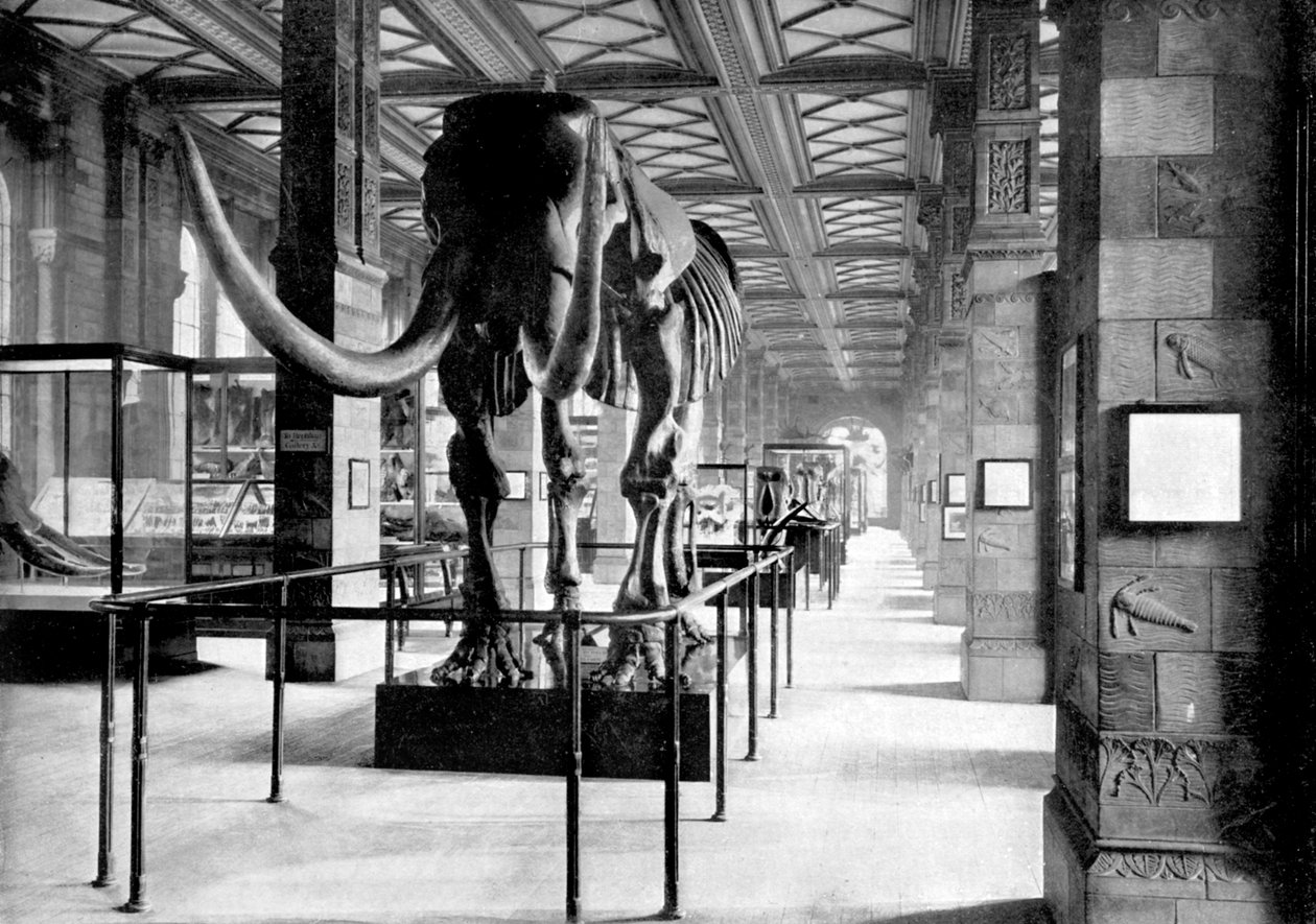 Der große Mastodon in der Südost-Galerie des Naturhistorischen Museums, South Kensington, London, 1890 von British Photographer