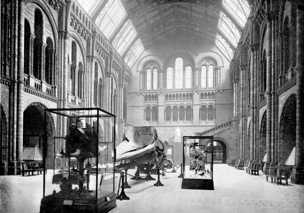 Eingangshalle des Naturhistorischen Museums, South Kensington, London, 1890 von British Photographer