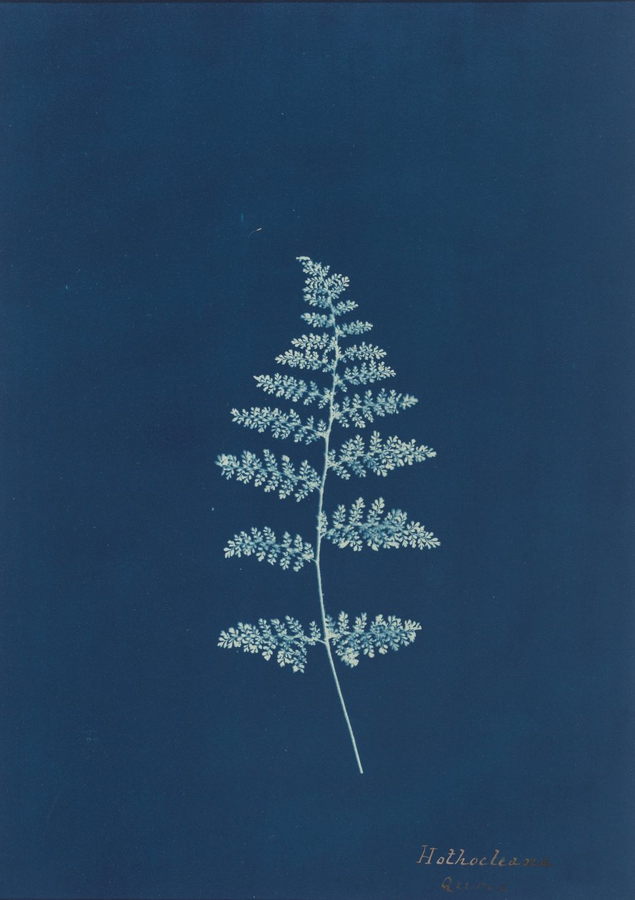 Hothocleana, ca. 1850er Jahre (Foto) von British Photographer