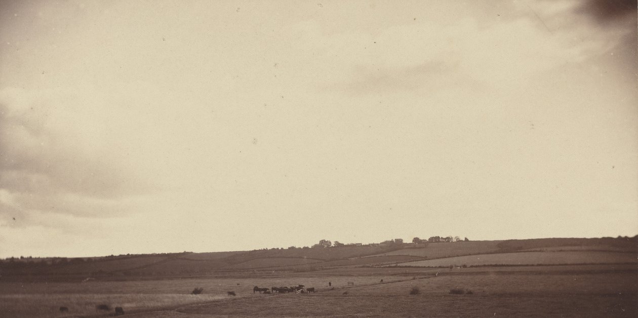 Ansicht von Feldern mit Kühen, 1850er-1860er Jahre (Foto) von British Photographer