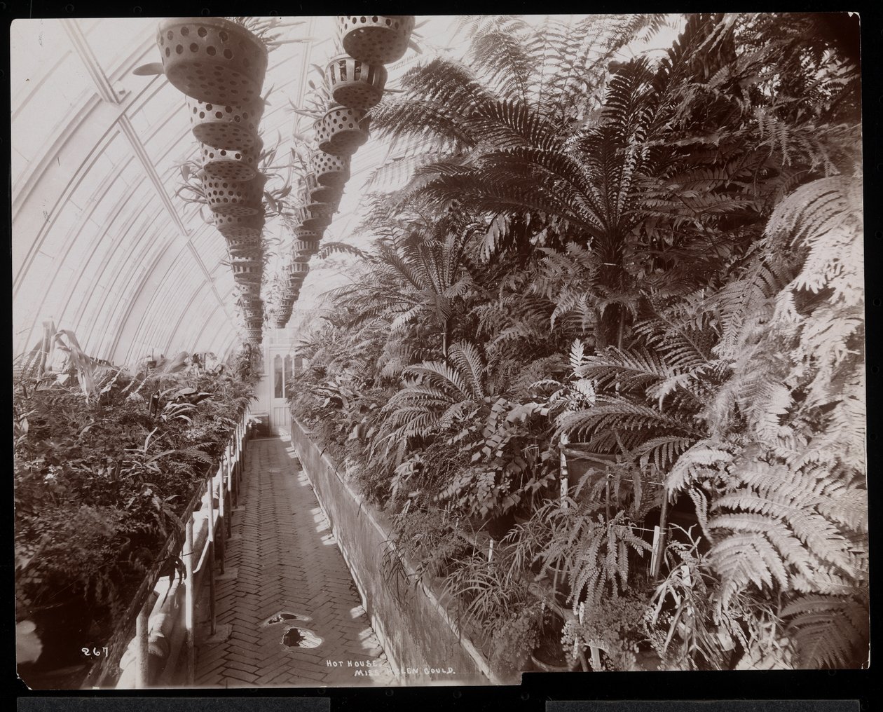 Pflanzen in einem Gewächshaus auf dem Helen Gould Anwesen (ehemaliger Wohnsitz von Jay Gould) in Tarrytown, New York, 1894 von Byron Company