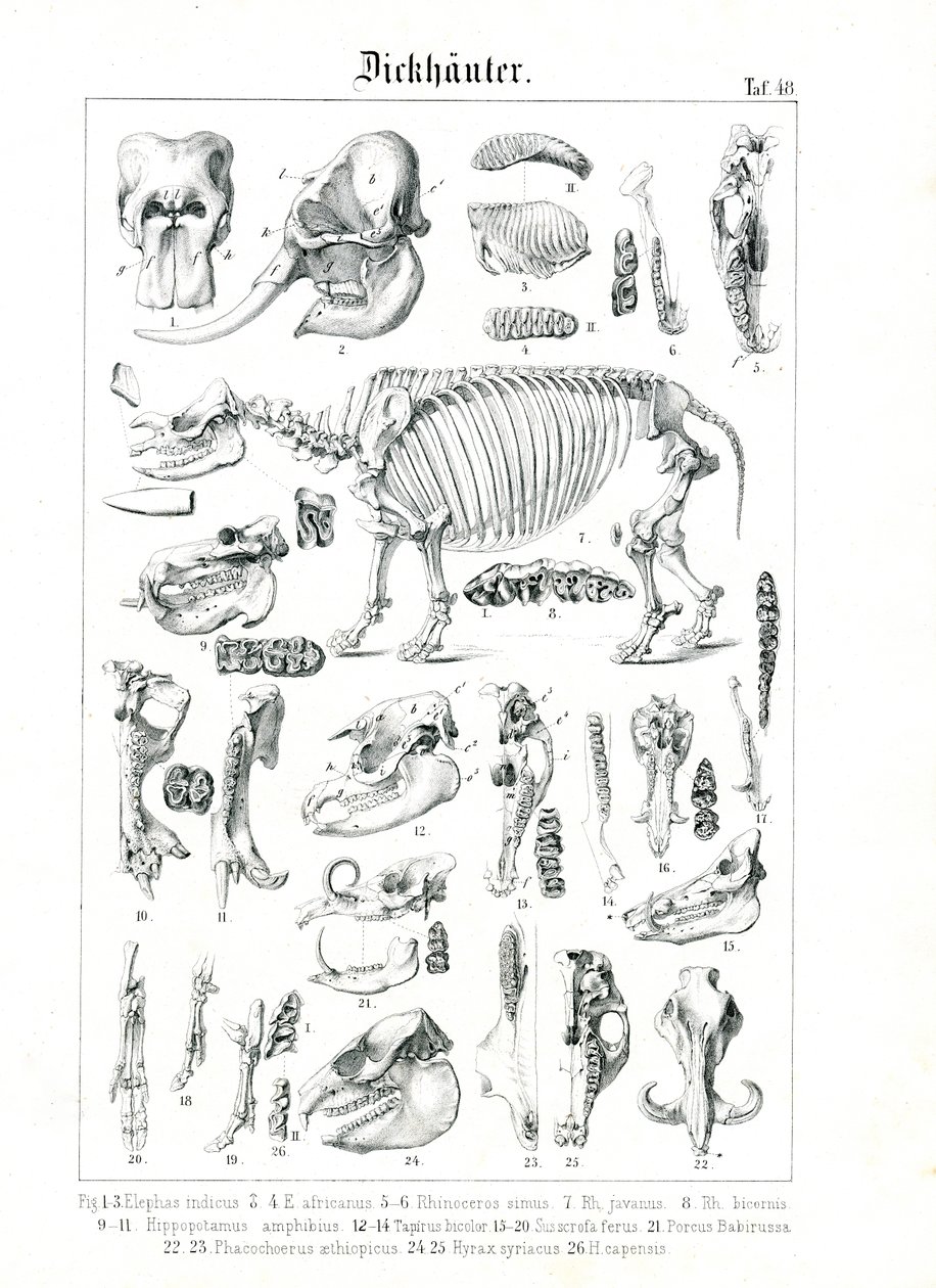 Anatomische Illustration von Dickhäutern von C. Roth