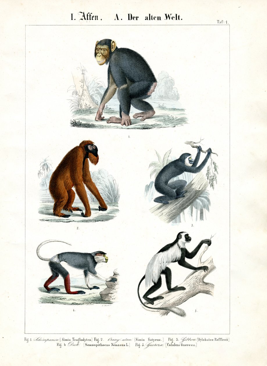 Affen der Alten Welt von C. Roth