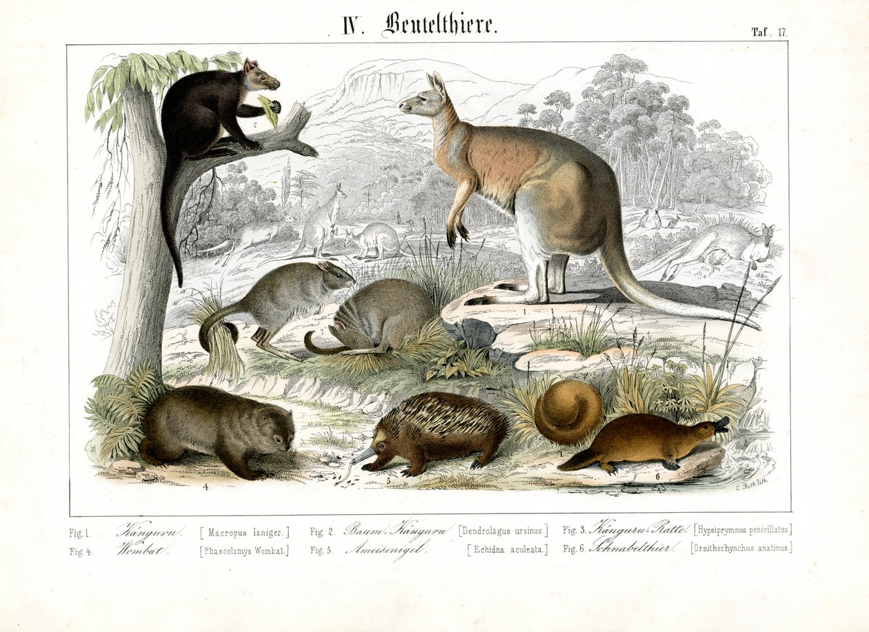 Australische Beuteltiere und Kloakentiere von C. Roth