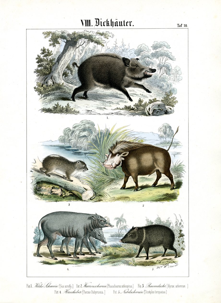 Fünf Schweinearten und ihre Verwandten von C. Roth
