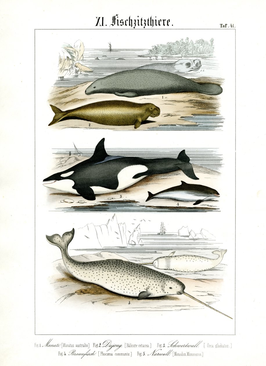 Meeressäugetiere und ihre anatomischen Merkmale von C. Roth