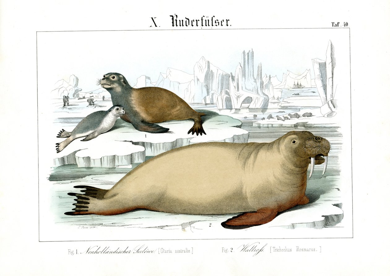 Meeressäugetiere der Polarregionen von C. Roth