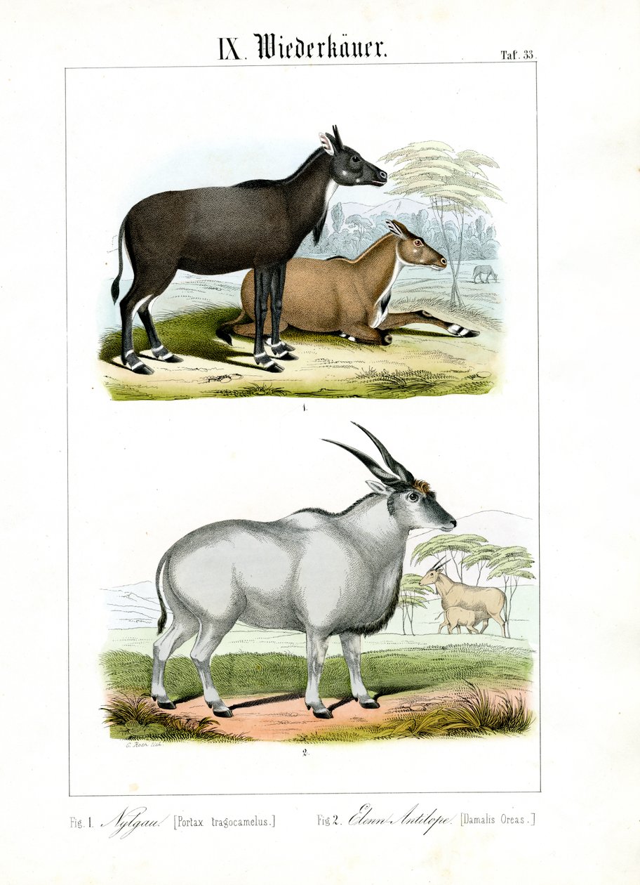 Nilgai und Elenantilope von C. Roth