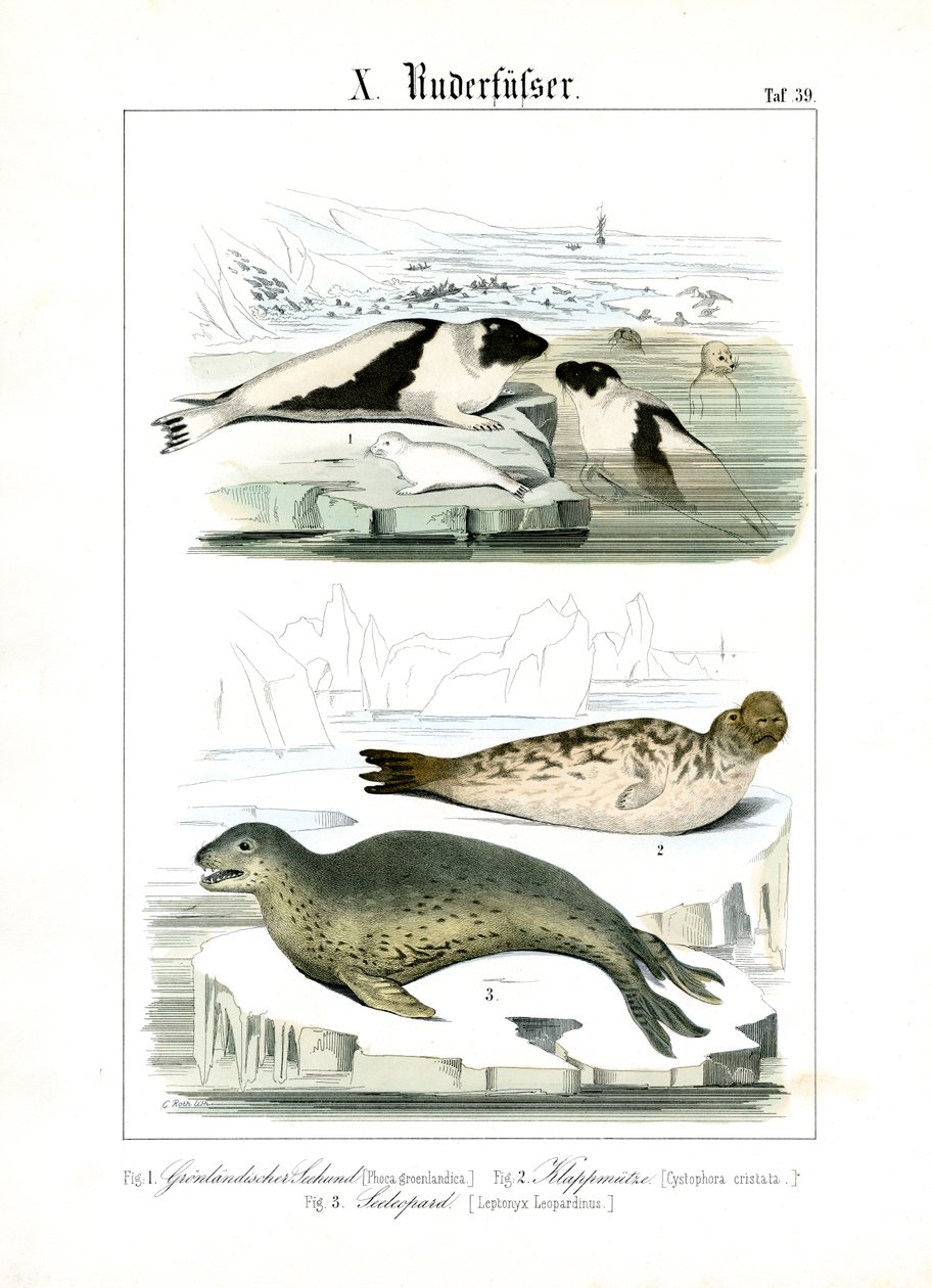 Robben der arktischen Gewässer von C. Roth