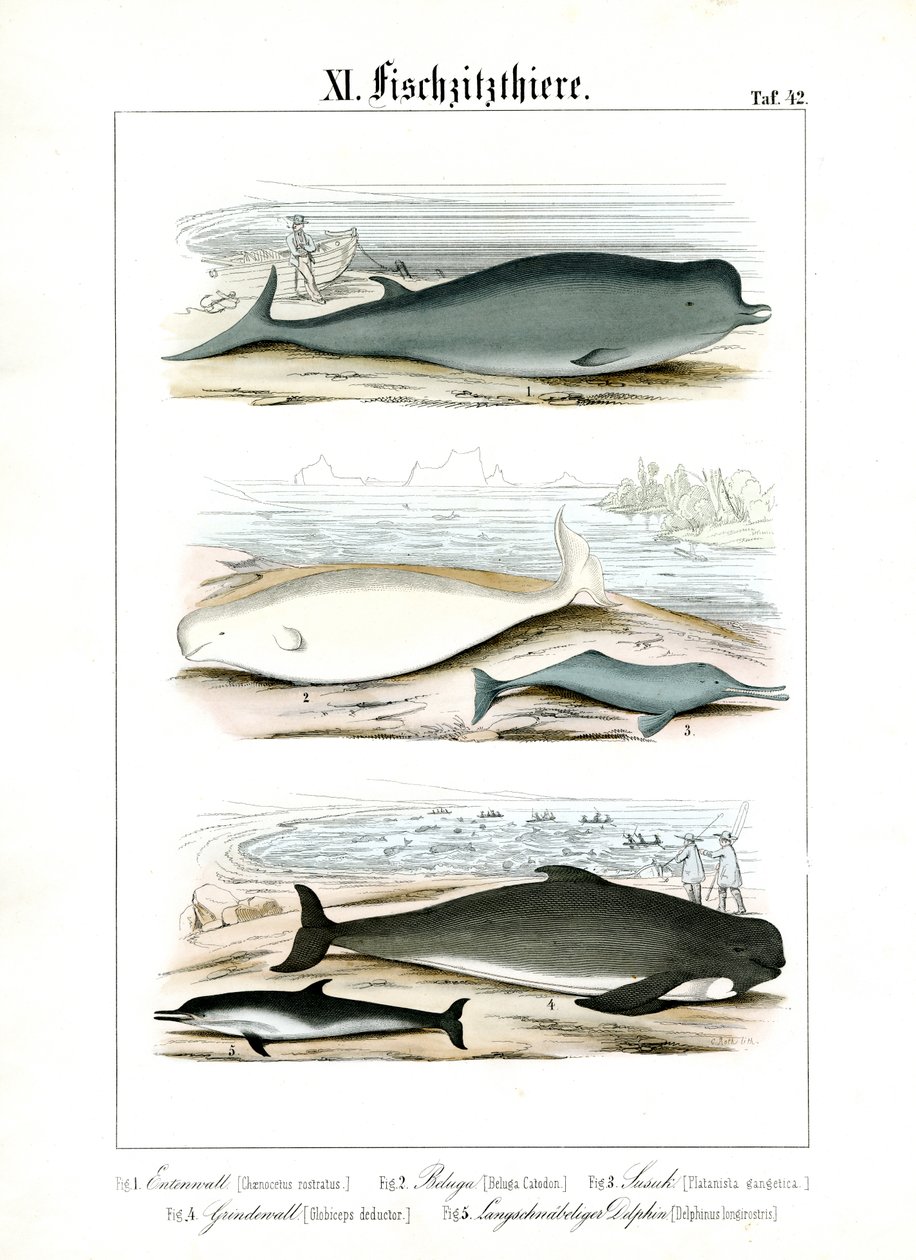 Wale und Delfine in ihren Meereslebensräumen von C. Roth