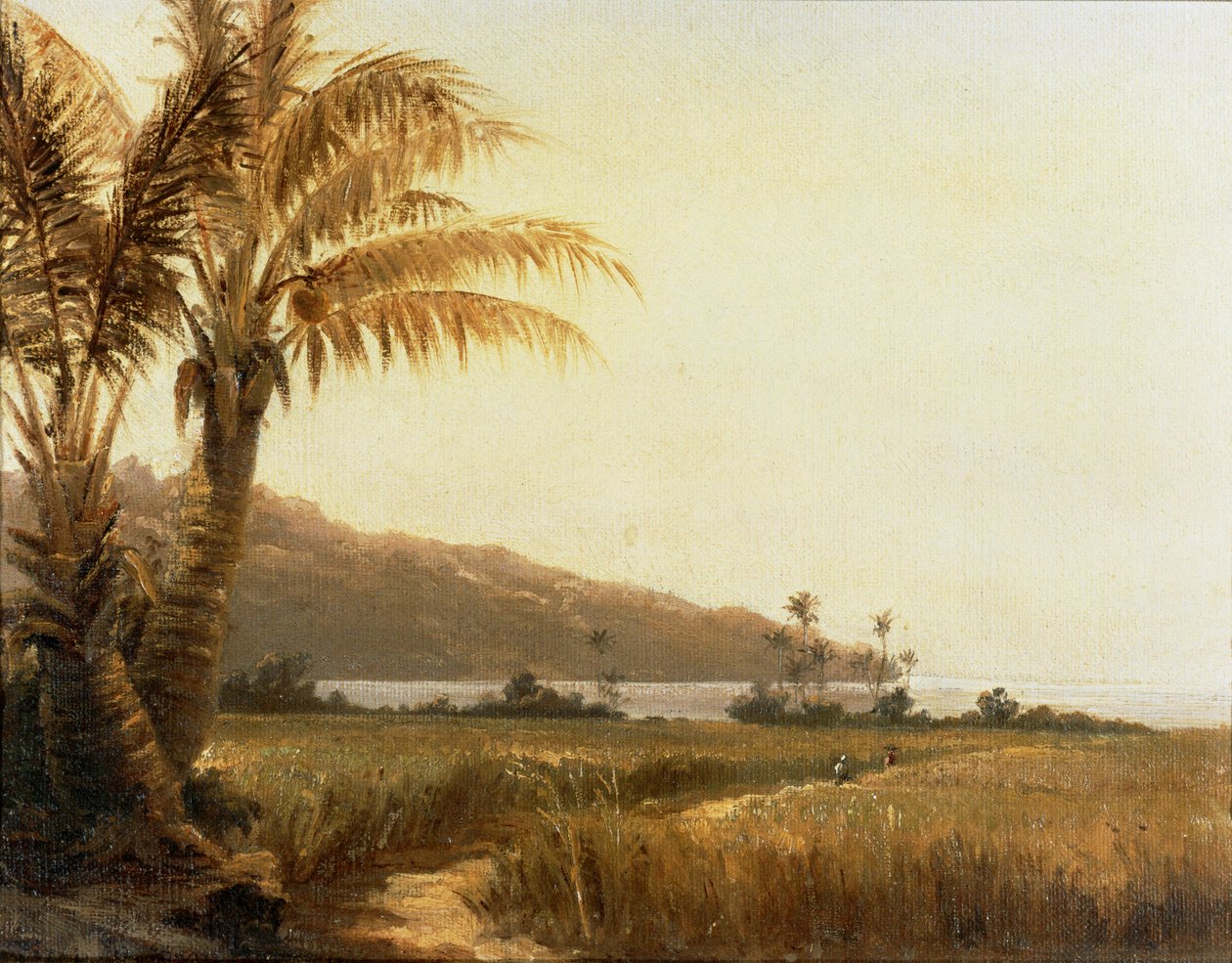 Kokospalmen am Meer, Saint Thomas, Antillen von Camille Pissarro