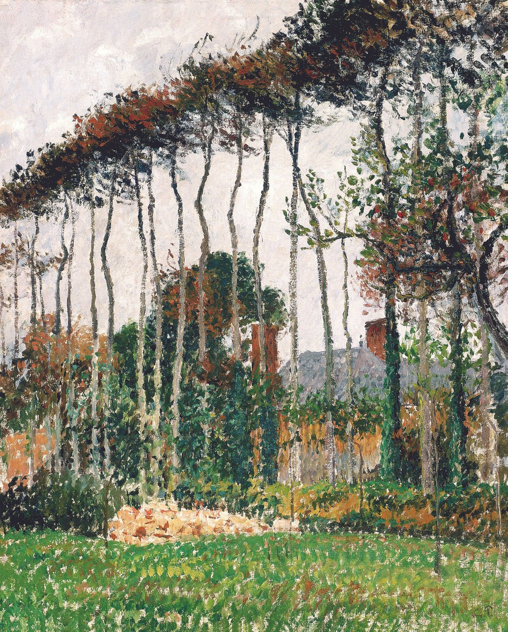Die großen Rotbuchen in Varengeville von Camille Pissarro