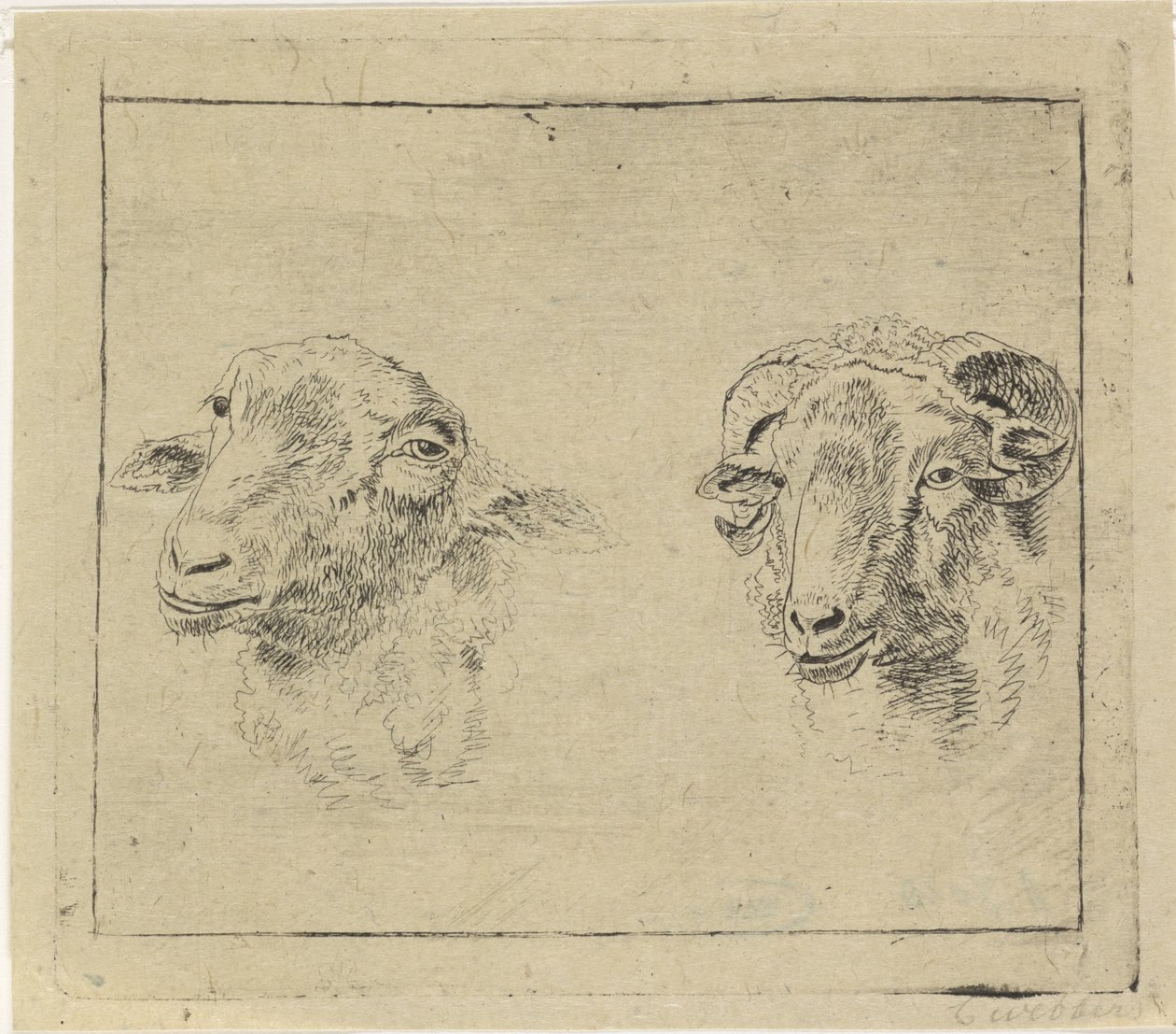 Kopf eines Widders und Kopf eines Schafes von Carel Webbers