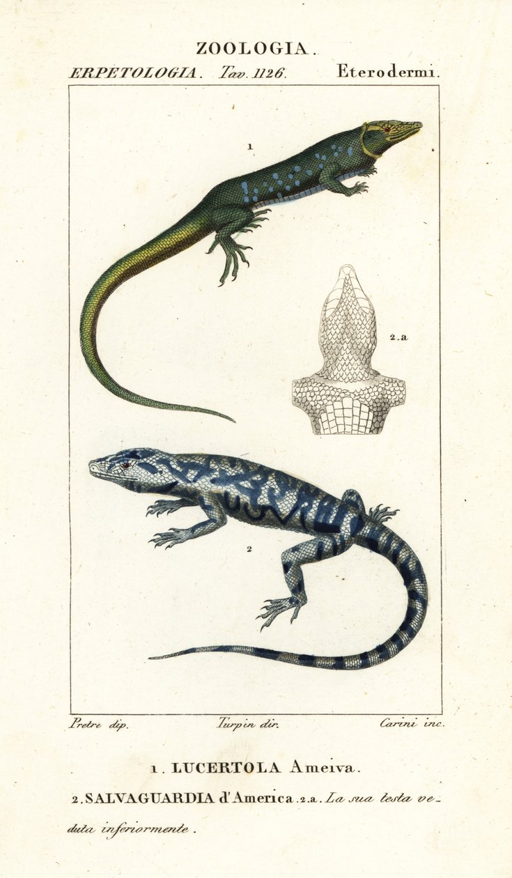 Dschungelläufer, Ameiva ameiva, Lucertola ameiva 1 und Goldteju, Tupinambis teguixin, Salvaguardia d
