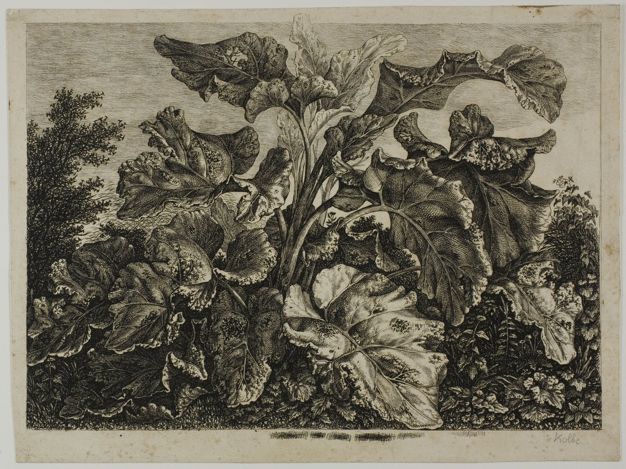 Gemüseblatt von Carl Wilhelm Kolbe, the elder