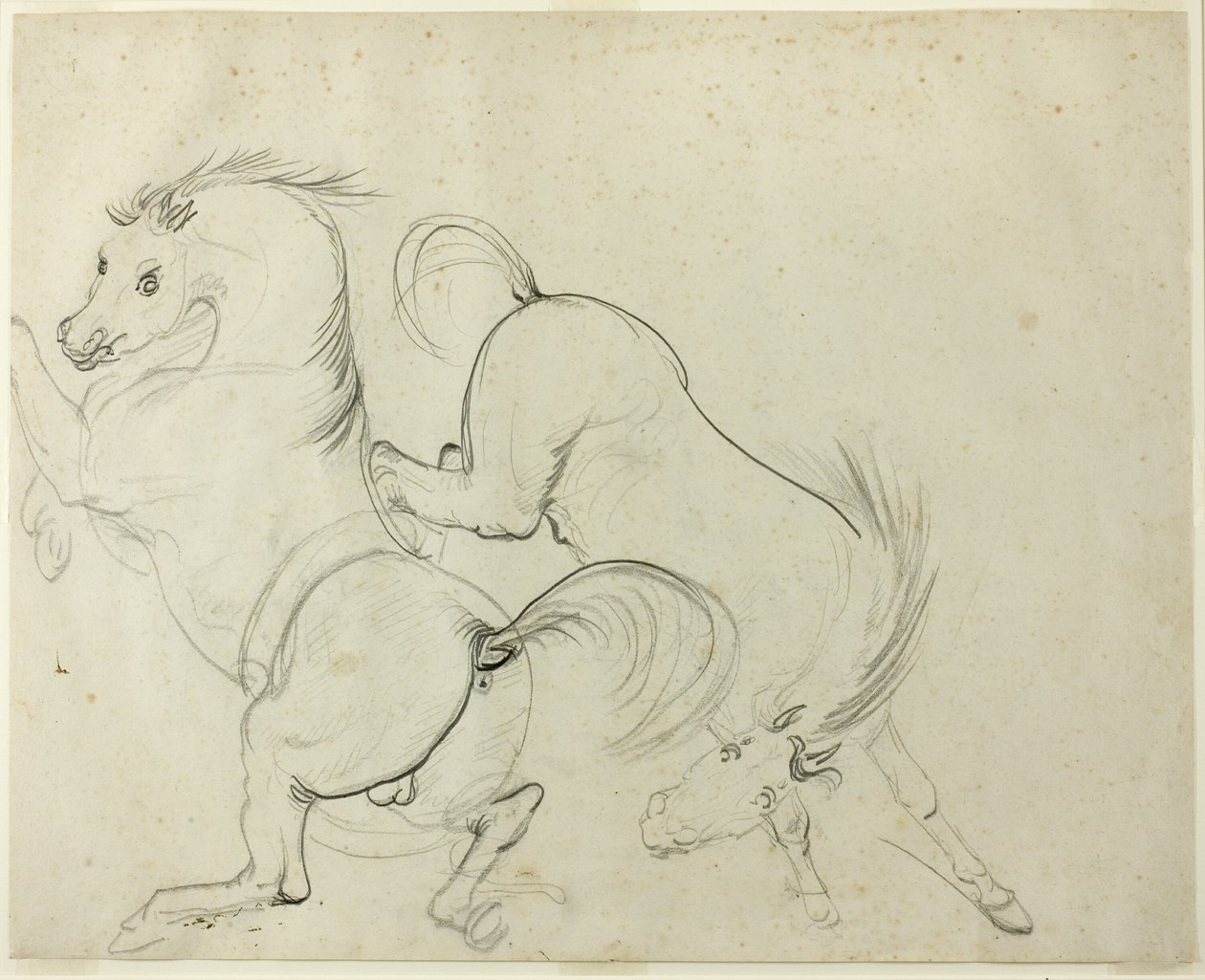 Zwei Pferde tollen herum (recto); Mann auf einem ausschlagenden Pferd (verso) von Carle Vernet