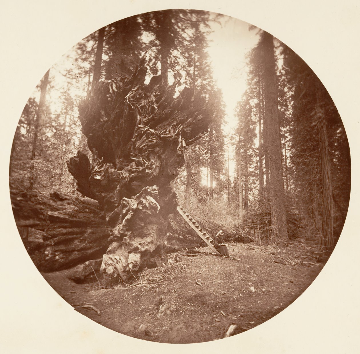 Der Vater des Waldes - Die Rückseite des Pferdes. Calaveras Grove von Carleton Emmons Watkins
