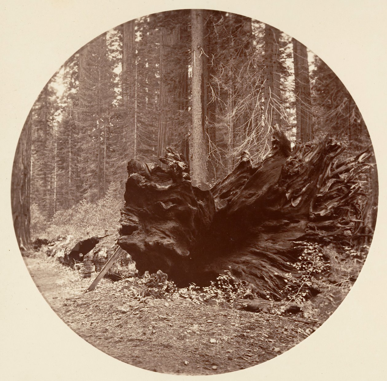 Der Vater des Waldes von Carleton Emmons Watkins