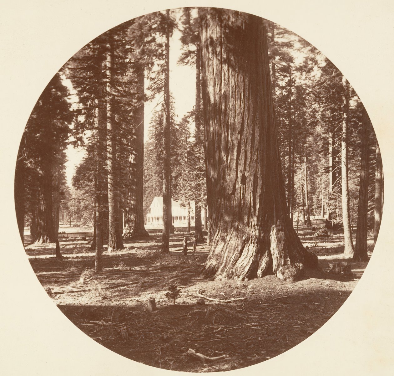 Das Mammoth Grove Hotel vom Hain - Calaveras von Carleton Emmons Watkins