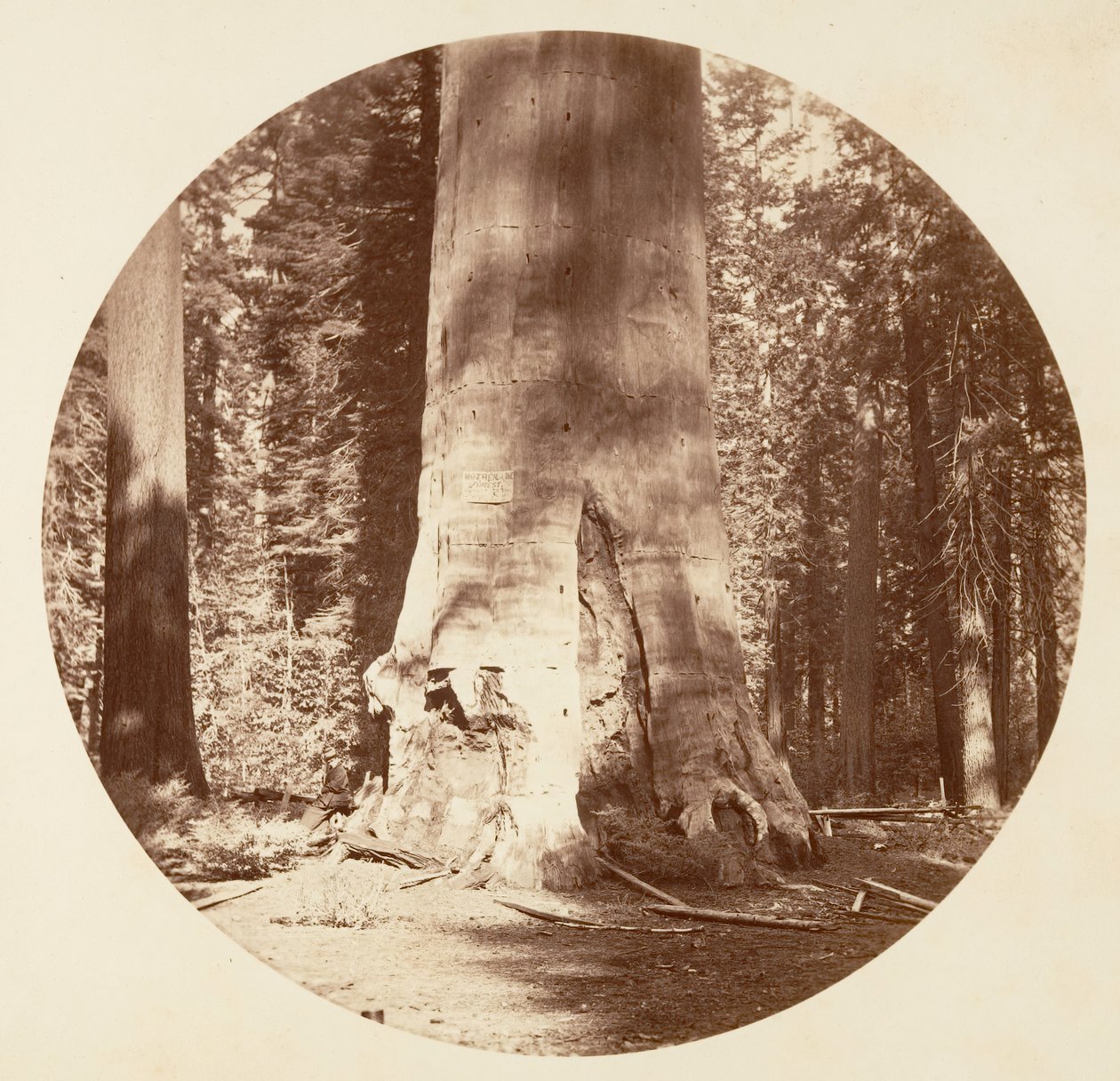 Die Mutter des Waldes - Calaveras Grove von Carleton Emmons Watkins