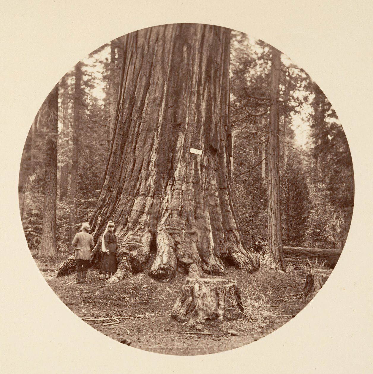 Der Stolz des Waldes - Calaveras Grove von Carleton Emmons Watkins