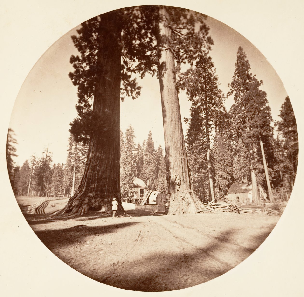 Die Wächter - Calaveras Grove, ca. 1878 von Carleton Emmons Watkins
