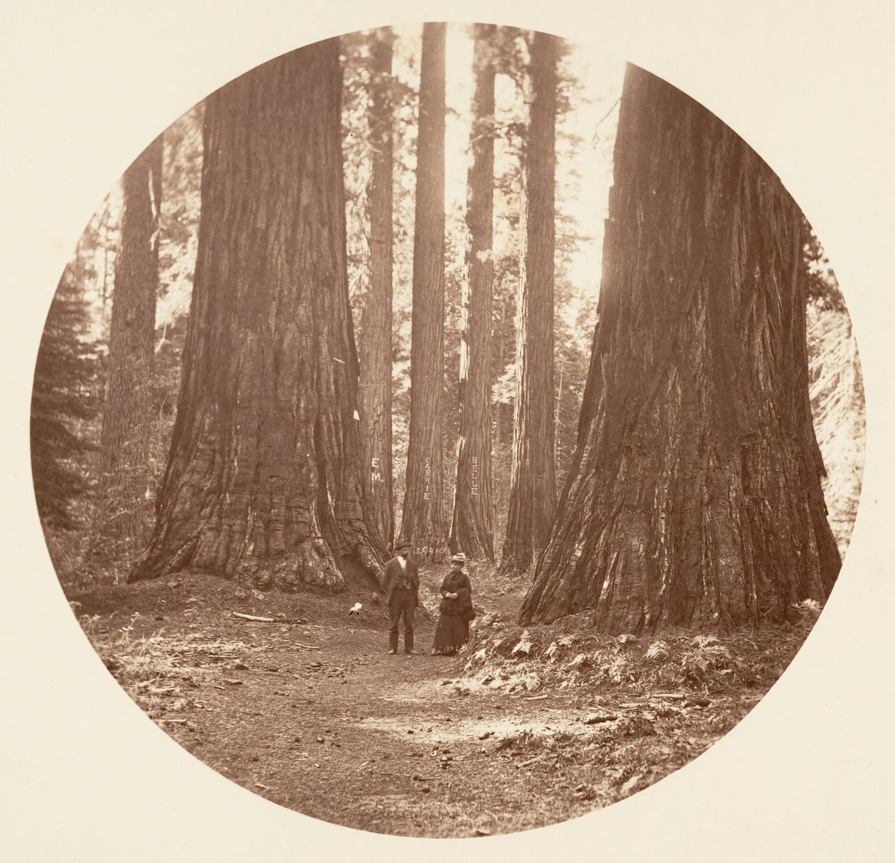 Die drei Grazien gesehen durch den Bryant und Seward Calaveras Hain, ca. 1878 von Carleton Emmons Watkins