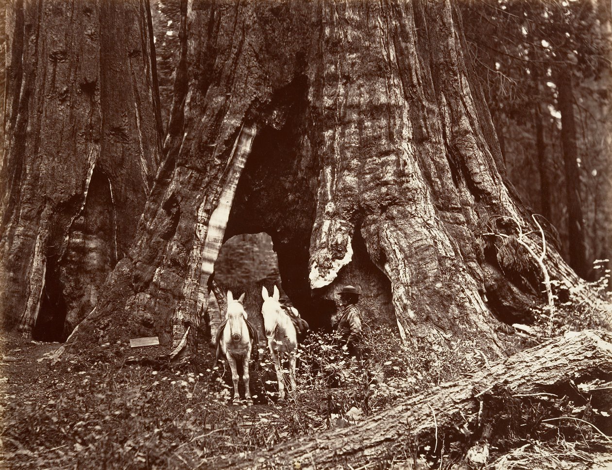 Der Dreifuß, 94 Fuß Umfang, 1865-66, gedruckt ca. 1876 von Carleton Emmons Watkins