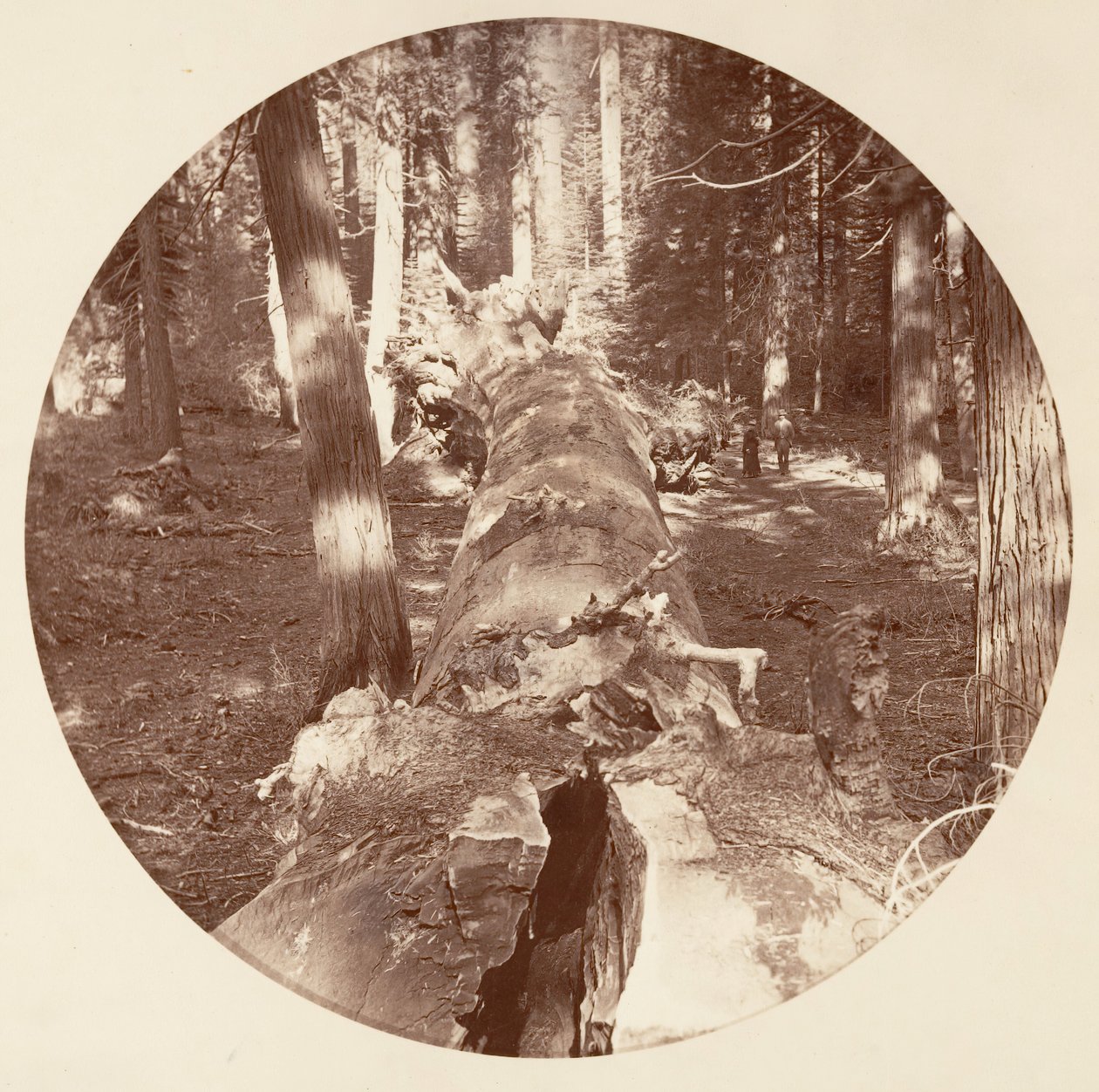 Yosemite-Nationalpark, Kalifornien, ca. 1878 von Carleton Emmons Watkins