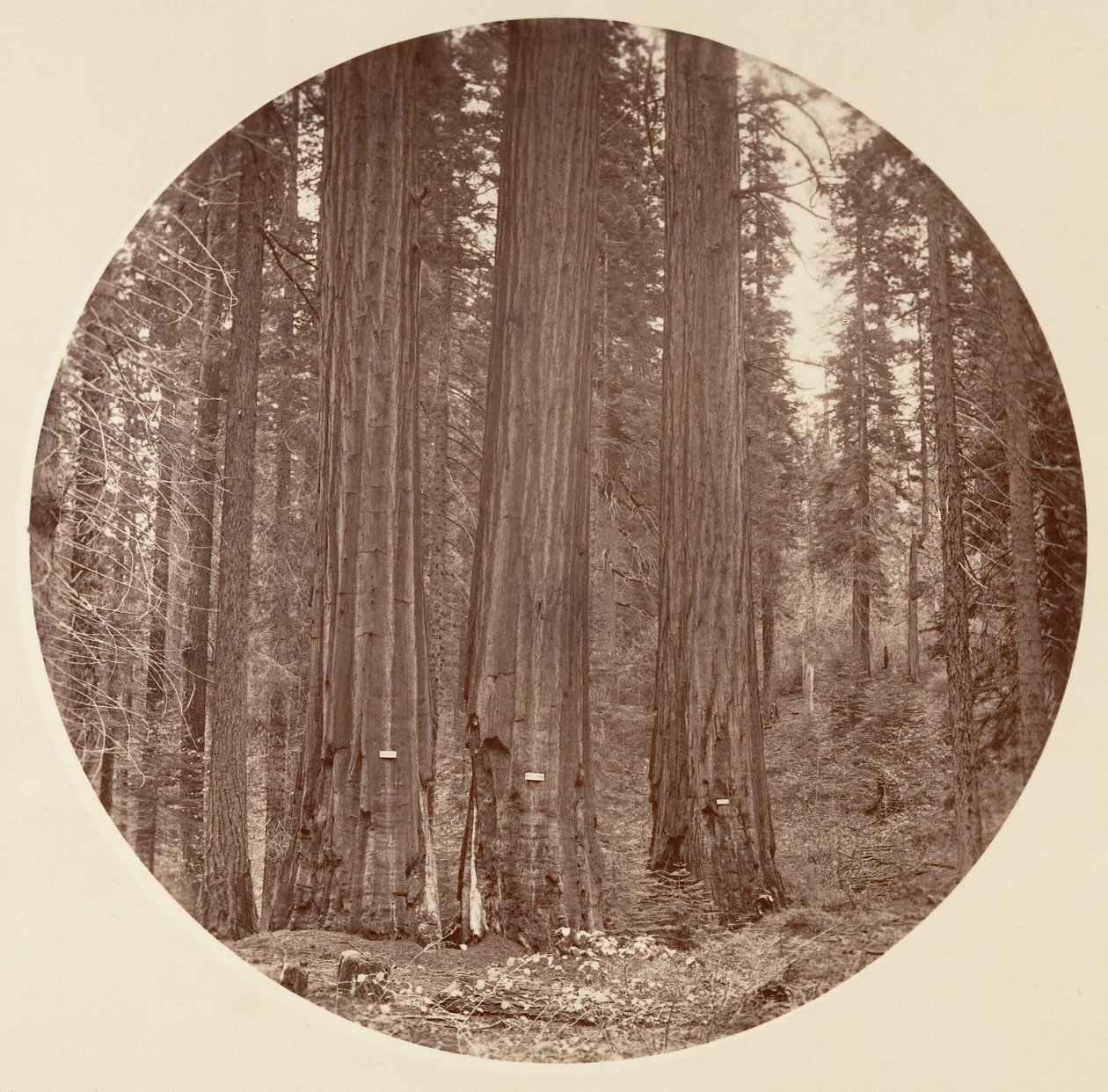 [Yosemite-Nationalpark, Kalifornien], ca. 1878 von Carleton Emmons Watkins